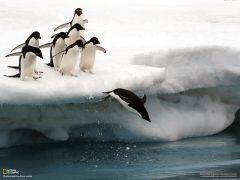 Tapeta National Geographic 685.jpg